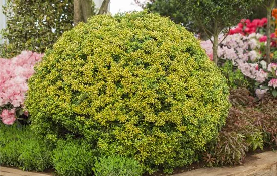 Ilex crenata 'Golden Gem', Kugel