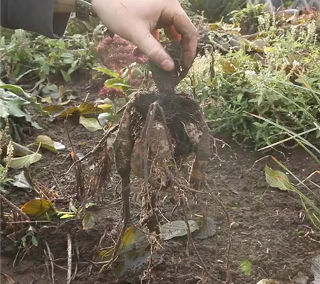 Diese Arbeiten sind jetzt im Garten noch nötig