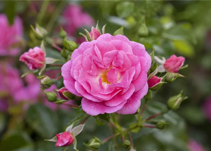 Rosen schneiden im Herbst