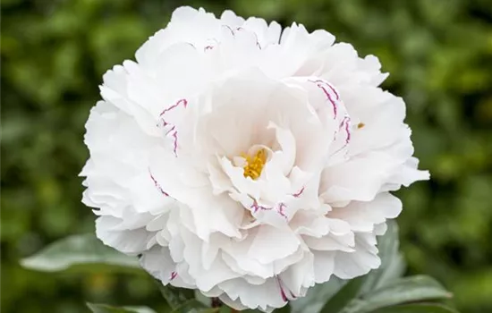 Pilzbefall bei Pfingstrosen und Christrosen vorbeugen