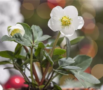 Helleborus niger