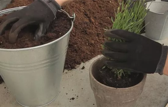 Lavendel - Einpflanzen in ein Gefäß